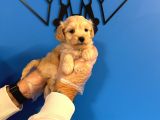 Tea Cup Malti̇poo Yavrulari