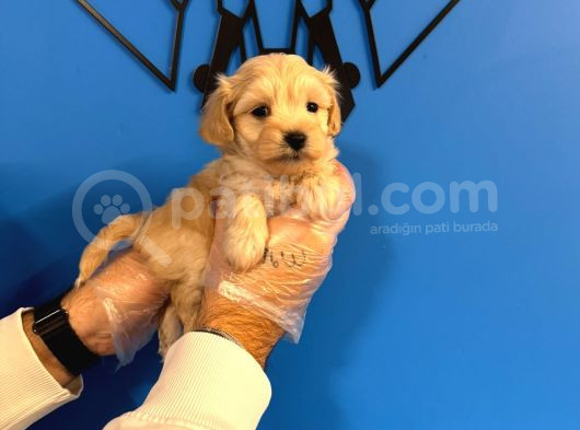 Tea Cup Malti̇poo Yavrulari görsel