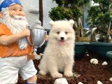 Safkan Samoyed Yavrularımız Için Rezervasyonlarımız Başladı