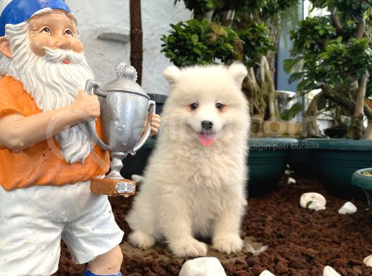 Safkan Samoyed Yavrularımız Için Rezervasyonlarımız Başladı görsel