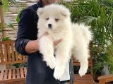 Safkan samoyed yavrularımız için rezervasyonlarımız başladı