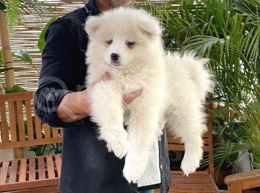 Safkan Samoyed Yavrularımız Için Rezervasyonlarımız Başladı