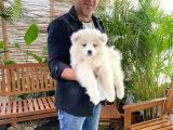 Safkan Samoyed Yavrularımız Için Rezervasyonlarımız Başladı