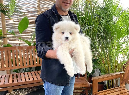 Safkan Samoyed Yavrularımız Için Rezervasyonlarımız Başladı görsel