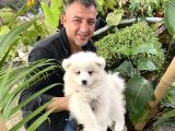 Safkan Samoyed Yavrularımız Için Rezervasyonlarımız Başladı