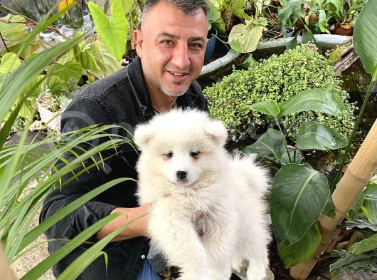 Safkan Samoyed Yavrularımız Için Rezervasyonlarımız Başladı görsel