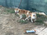 Shiba Inu Yavrular Tr Üretimi