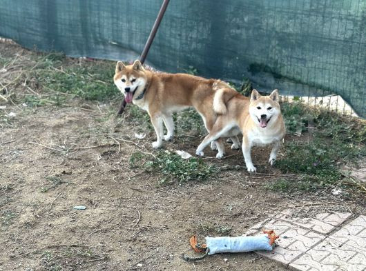 Shiba Inu Yavrular Tr Üretimi görsel