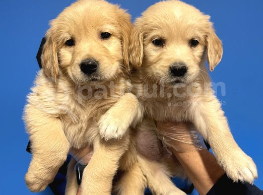 Baby Face Golden Retri̇ever Yavrulari görsel