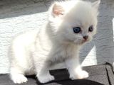 Anne Ve Baba Şecereli 2 Erkek British Shorthair