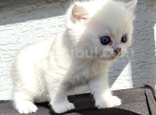 Anne Ve Baba Şecereli 2 Erkek British Shorthair görsel