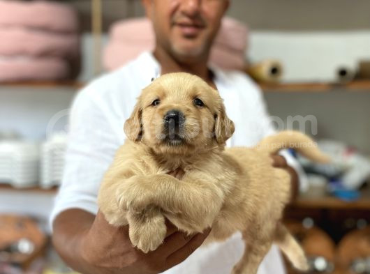 Safkan Golden Yavrularımız Rezervasyona Aaçılmıştır görsel