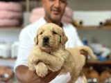 Safkan Golden Yavrularımız Rezervasyona Aaçılmıştır