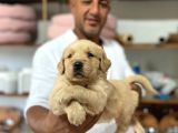 Safkan Golden Yavrularımız Rezervasyona Aaçılmıştır