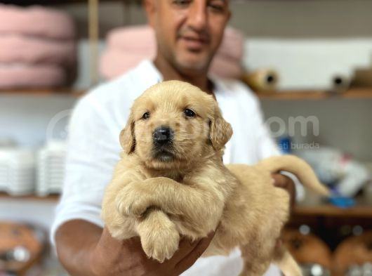 Safkan Golden Yavrularımız Rezervasyona Aaçılmıştır görsel