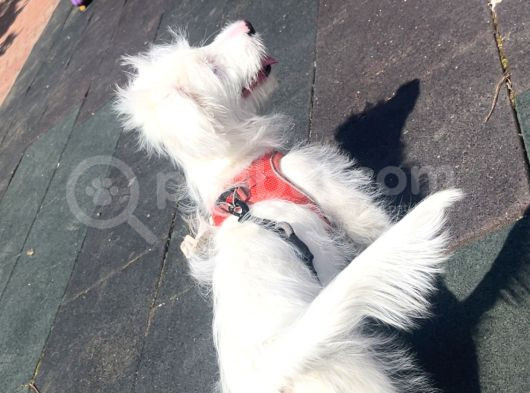 5 Aylik Erkek Beyaz Maltese görsel