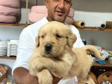 Safkan Golden yavrularımız rezervasyona aaçılmıştır