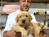 Safkan Golden Yavrularımız Rezervasyona Aaçılmıştır