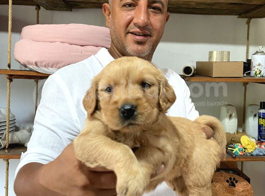 Safkan Golden Yavrularımız Rezervasyona Aaçılmıştır görsel