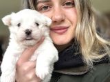 Mini boy kore maltese yavrular