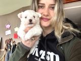 Mini Boy Kore Maltese Yavrular