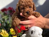 Irk Garantili Toy Poodle Yavruları