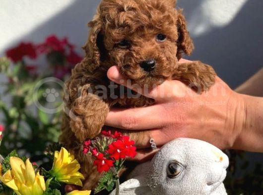 Irk Garantili Toy Poodle Yavruları görsel