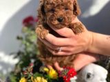 Irk garantili toy poodle yavruları