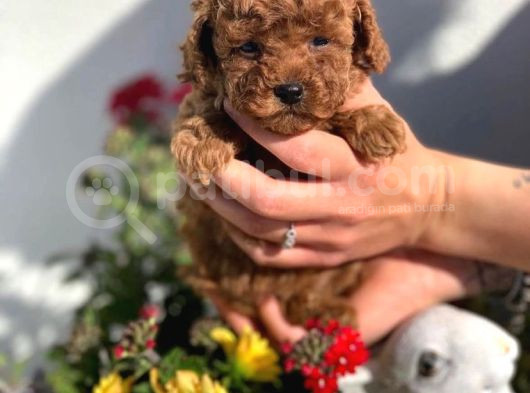 Irk Garantili Toy Poodle Yavruları