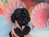 Irk Garantili Toy Poodle Yavruları