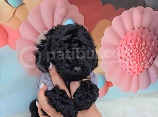 Irk Garantili Toy Poodle Yavruları görsel