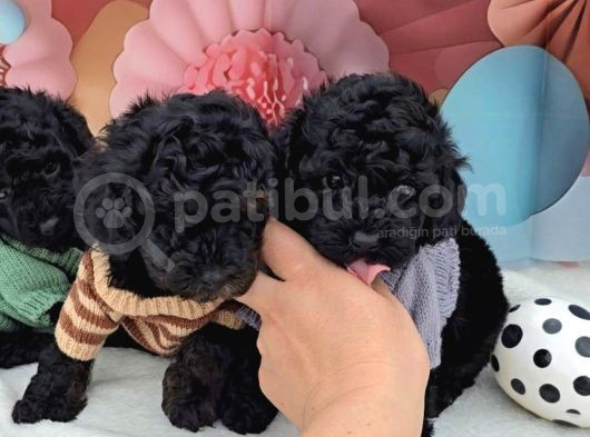Irk Garantili Toy Poodle Yavruları görsel