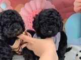 Irk Garantili Toy Poodle Yavruları