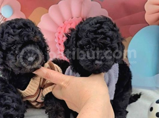 Irk Garantili Toy Poodle Yavruları görsel