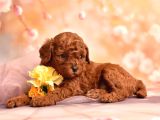 3 Kg Geçmez Korekan Toy Poodle Yavruları