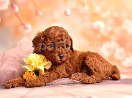 3 Kg Geçmez Korekan Toy Poodle Yavruları görsel