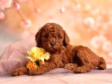 3 kg geçmez korekan toy poodle yavruları