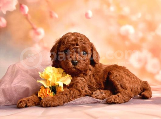 3 Kg Geçmez Korekan Toy Poodle Yavruları