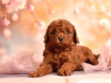 3 Kg Geçmez Korekan Toy Poodle Yavruları