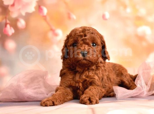 3 Kg Geçmez Korekan Toy Poodle Yavruları görsel