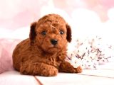 3 Kg Geçmez Korekan Toy Poodle Yavruları