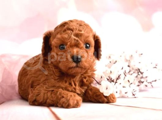 3 Kg Geçmez Korekan Toy Poodle Yavruları görsel