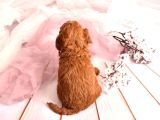3 Kg Geçmez Korekan Toy Poodle Yavruları