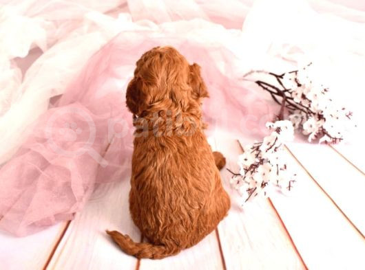 3 Kg Geçmez Korekan Toy Poodle Yavruları görsel