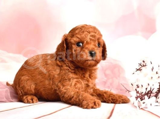 3 Kg Geçmez Korekan Toy Poodle Yavruları görsel