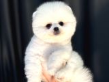 Pamuk Şeker Gibi Pomeranian Yavrusu