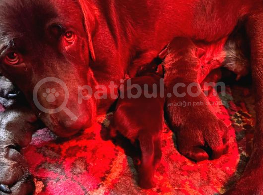 Safkan Labrador Yavrularınız Için Rezervasyonlarımız Başladı görsel
