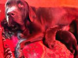 Safkan labrador yavrularınız için rezervasyonlarımız başladı