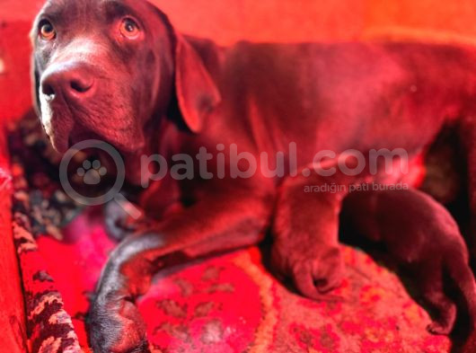 Safkan labrador yavrularınız için rezervasyonlarımız başladı