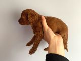 -Redbrown Toypoodle- Eskişehir